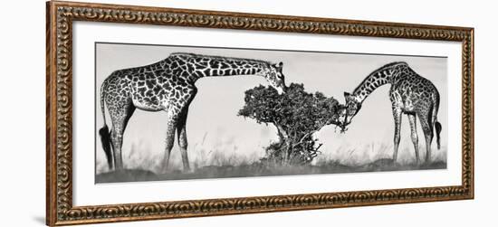 Masai Giraffes-Jean-Michel Labat-Framed Art Print