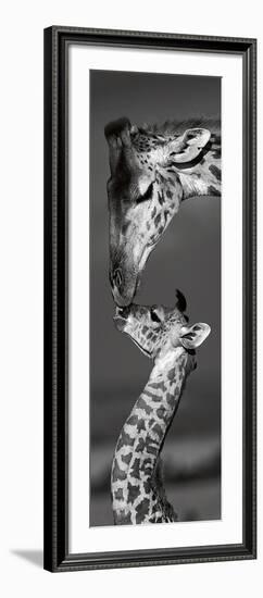 Masai Mara Giraffes-Danita Delimont-Framed Art Print