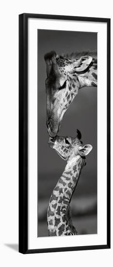 Masai Mara Giraffes-Danita Delimont-Framed Art Print