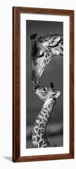 Masai Mara Giraffes-Danita Delimont-Framed Art Print