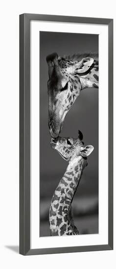 Masai Mara Giraffes-Danita Delimont-Framed Art Print