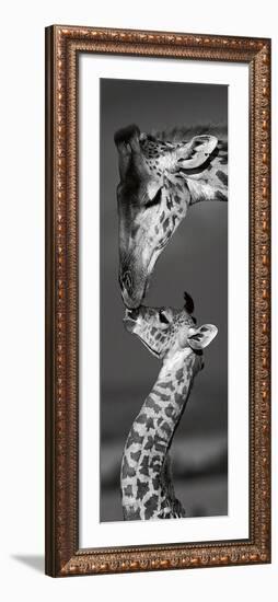 Masai Mara Giraffes-Danita Delimont-Framed Art Print