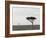 Masai Mara, Kenya, East Africa, Africa-Sergio Pitamitz-Framed Photographic Print