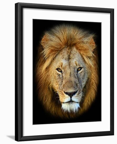 Masai Mara Lions-Kyslynskyy-Framed Photographic Print