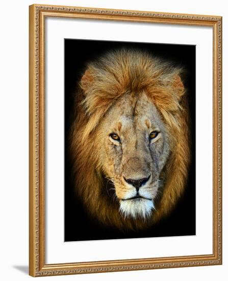 Masai Mara Lions-Kyslynskyy-Framed Photographic Print