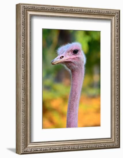 Masai Ostrich Male Portrait (Struthio Camelus Massaicus) Masai Mara National Reserve, Kenya, Africa-Eric Baccega-Framed Photographic Print