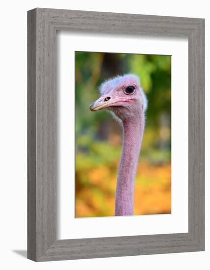 Masai Ostrich Male Portrait (Struthio Camelus Massaicus) Masai Mara National Reserve, Kenya, Africa-Eric Baccega-Framed Photographic Print