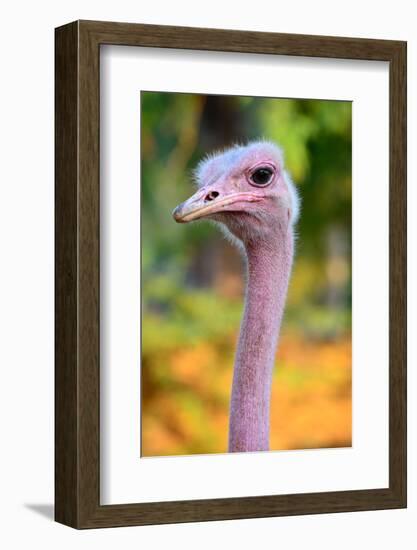 Masai Ostrich Male Portrait (Struthio Camelus Massaicus) Masai Mara National Reserve, Kenya, Africa-Eric Baccega-Framed Photographic Print