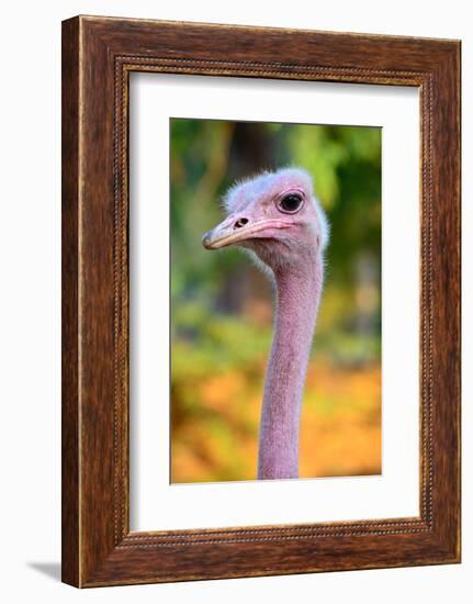 Masai Ostrich Male Portrait (Struthio Camelus Massaicus) Masai Mara National Reserve, Kenya, Africa-Eric Baccega-Framed Photographic Print