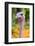 Masai Ostrich Male Portrait (Struthio Camelus Massaicus) Masai Mara National Reserve, Kenya, Africa-Eric Baccega-Framed Photographic Print