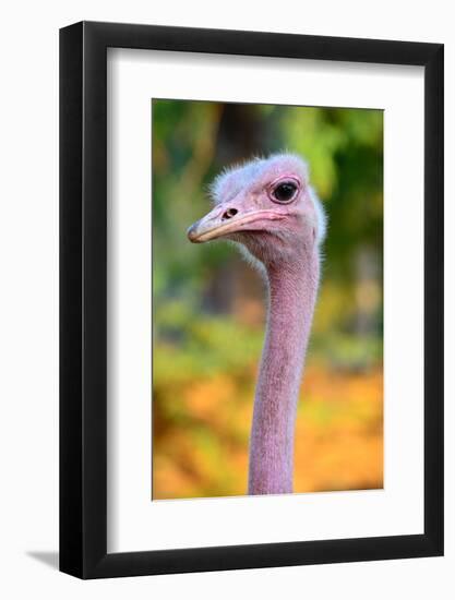 Masai Ostrich Male Portrait (Struthio Camelus Massaicus) Masai Mara National Reserve, Kenya, Africa-Eric Baccega-Framed Photographic Print