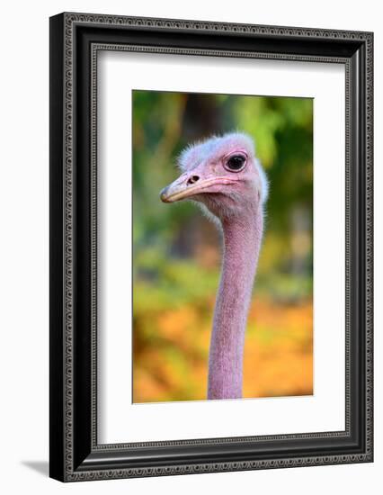 Masai Ostrich Male Portrait (Struthio Camelus Massaicus) Masai Mara National Reserve, Kenya, Africa-Eric Baccega-Framed Photographic Print