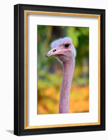 Masai Ostrich Male Portrait (Struthio Camelus Massaicus) Masai Mara National Reserve, Kenya, Africa-Eric Baccega-Framed Photographic Print