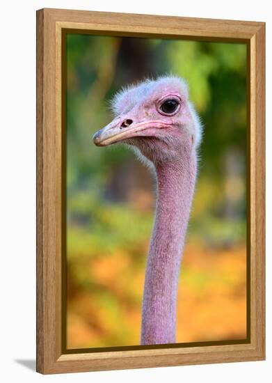 Masai Ostrich Male Portrait (Struthio Camelus Massaicus) Masai Mara National Reserve, Kenya, Africa-Eric Baccega-Framed Premier Image Canvas