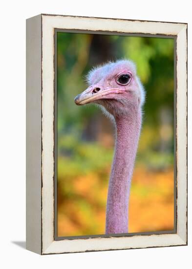 Masai Ostrich Male Portrait (Struthio Camelus Massaicus) Masai Mara National Reserve, Kenya, Africa-Eric Baccega-Framed Premier Image Canvas