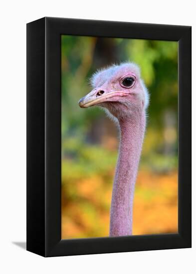 Masai Ostrich Male Portrait (Struthio Camelus Massaicus) Masai Mara National Reserve, Kenya, Africa-Eric Baccega-Framed Premier Image Canvas