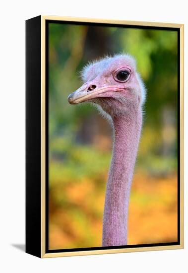 Masai Ostrich Male Portrait (Struthio Camelus Massaicus) Masai Mara National Reserve, Kenya, Africa-Eric Baccega-Framed Premier Image Canvas