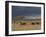 Masai with Cattle, Masai Mara, Kenya, East Africa, Africa-Sergio Pitamitz-Framed Photographic Print