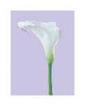 Serene Lily-Masao Ota-Mounted Giclee Print