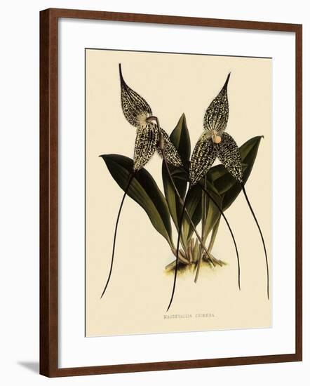 Masdevallia Chimaera-John Nugent Fitch-Framed Giclee Print