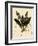 Masdevallia Chimaera-John Nugent Fitch-Framed Giclee Print