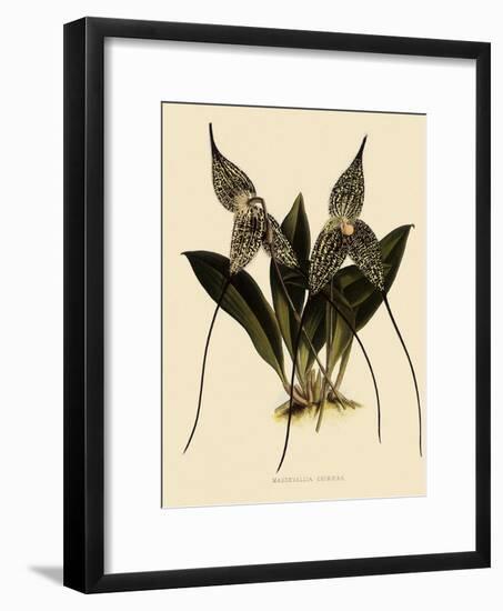 Masdevallia Chimaera-John Nugent Fitch-Framed Giclee Print