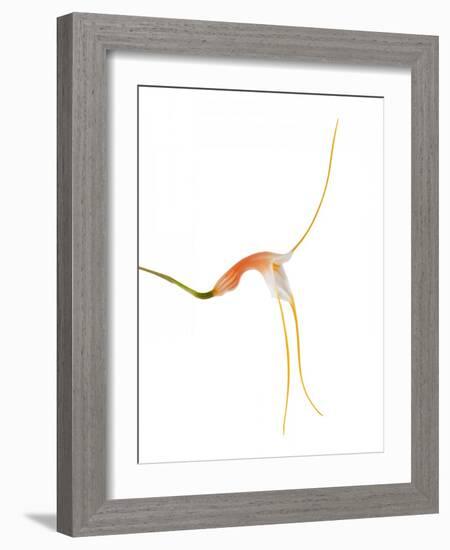 Masdevallia Constricta4-Fabio Petroni-Framed Photographic Print