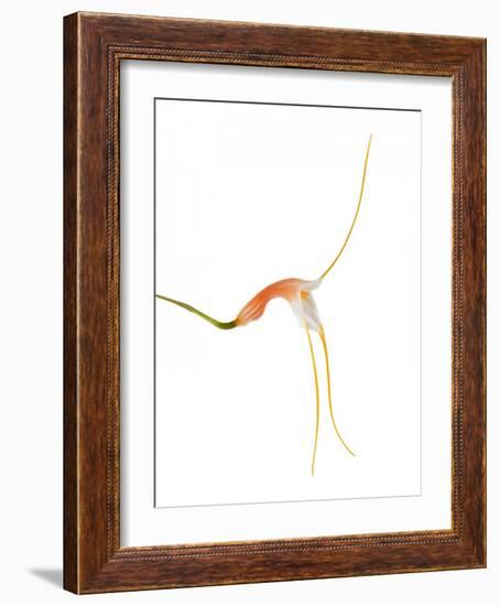 Masdevallia Constricta4-Fabio Petroni-Framed Photographic Print