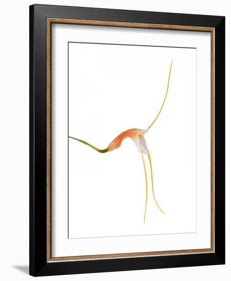 Masdevallia Constricta4-Fabio Petroni-Framed Photographic Print