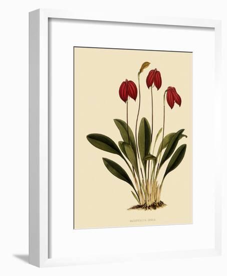 Masdevallia Ignea-John Nugent Fitch-Framed Giclee Print