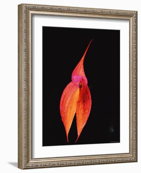 Masdevallia Orchid Flower, Machu Picchu, Peru, Sth America-Pete Oxford-Framed Photographic Print