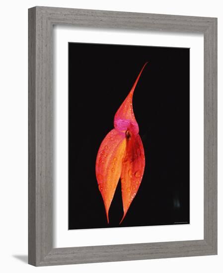 Masdevallia Orchid Flower, Machu Picchu, Peru, Sth America-Pete Oxford-Framed Photographic Print