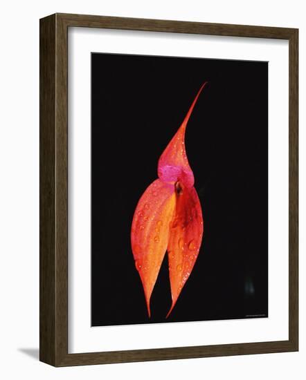 Masdevallia Orchid Flower, Machu Picchu, Peru, Sth America-Pete Oxford-Framed Photographic Print