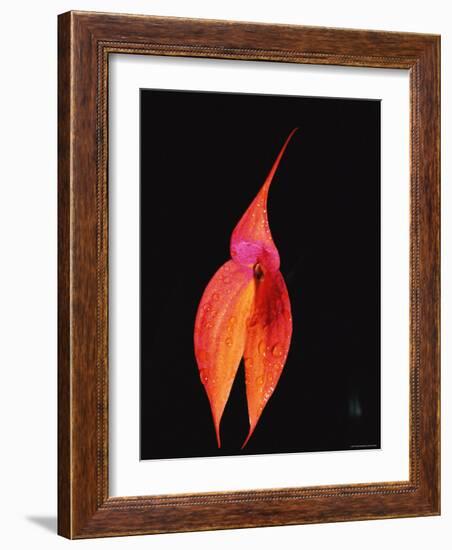 Masdevallia Orchid Flower, Machu Picchu, Peru, Sth America-Pete Oxford-Framed Photographic Print