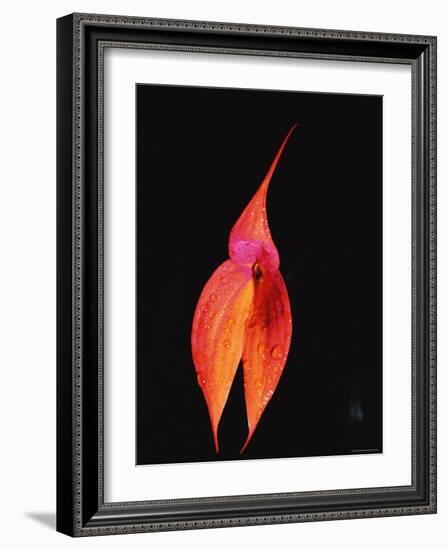 Masdevallia Orchid Flower, Machu Picchu, Peru, Sth America-Pete Oxford-Framed Photographic Print