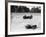 Maserati and Bugatti in Action at Brooklands, Surrey, 1933-null-Framed Photographic Print