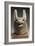 Mask  Dog, Anubis or Qebehsenuef to Movable Jaw-null-Framed Giclee Print