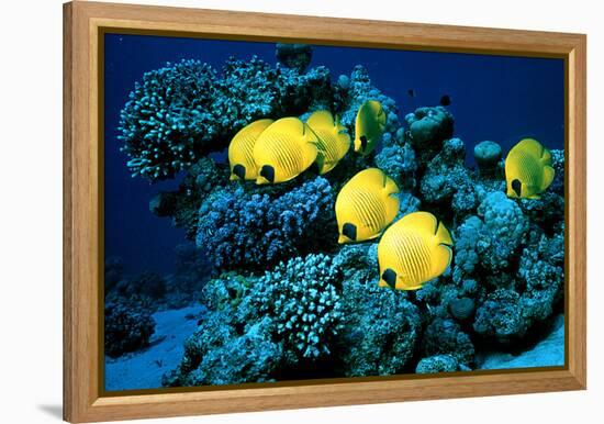 Masked Butterfly Fish-Peter Scoones-Framed Premier Image Canvas