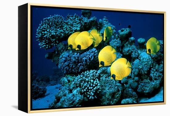 Masked Butterfly Fish-Peter Scoones-Framed Premier Image Canvas