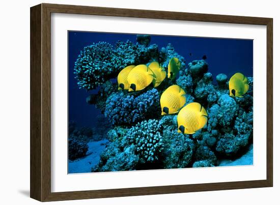 Masked Butterfly Fish-Peter Scoones-Framed Photographic Print