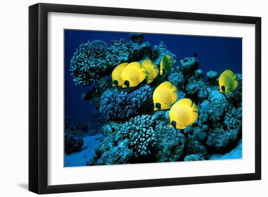 Masked Butterfly Fish-Peter Scoones-Framed Photographic Print