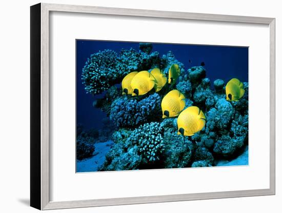 Masked Butterfly Fish-Peter Scoones-Framed Photographic Print