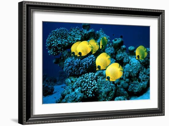 Masked Butterfly Fish-Peter Scoones-Framed Photographic Print