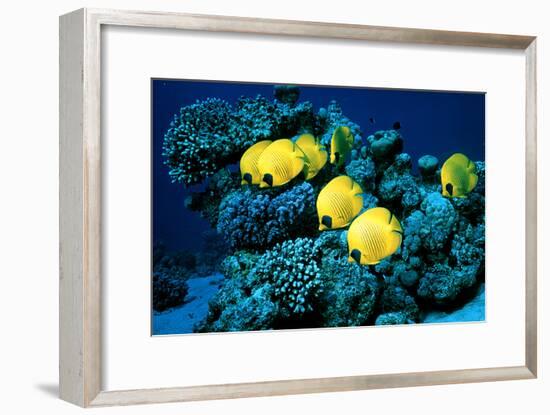 Masked Butterfly Fish-Peter Scoones-Framed Photographic Print