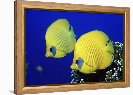 Masked Butterflyfish Egypt, Africa, Red Sea. (Chaetodon Semilarvatus)-Reinhard Dirscherl-Framed Premier Image Canvas