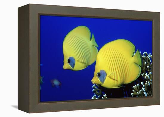 Masked Butterflyfish Egypt, Africa, Red Sea. (Chaetodon Semilarvatus)-Reinhard Dirscherl-Framed Premier Image Canvas