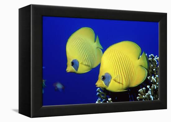 Masked Butterflyfish Egypt, Africa, Red Sea. (Chaetodon Semilarvatus)-Reinhard Dirscherl-Framed Premier Image Canvas