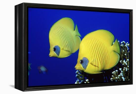 Masked Butterflyfish Egypt, Africa, Red Sea. (Chaetodon Semilarvatus)-Reinhard Dirscherl-Framed Premier Image Canvas