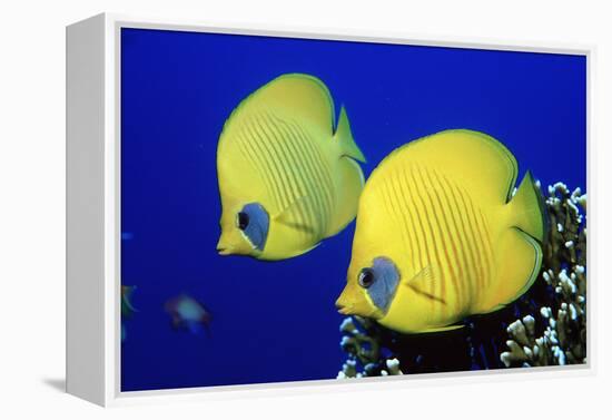 Masked Butterflyfish Egypt, Africa, Red Sea. (Chaetodon Semilarvatus)-Reinhard Dirscherl-Framed Premier Image Canvas