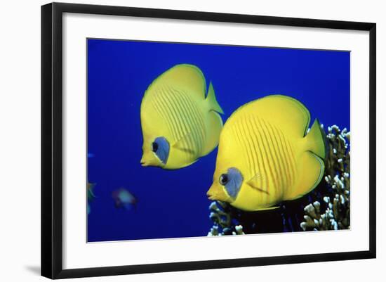 Masked Butterflyfish Egypt, Africa, Red Sea. (Chaetodon Semilarvatus)-Reinhard Dirscherl-Framed Photographic Print